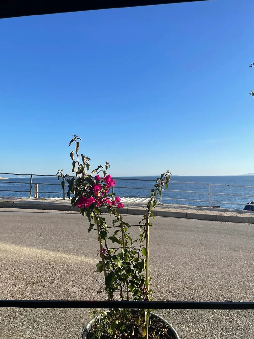 A potted bougainvillea on the terrace with the seafront road, the promenade railing and the sea behind it