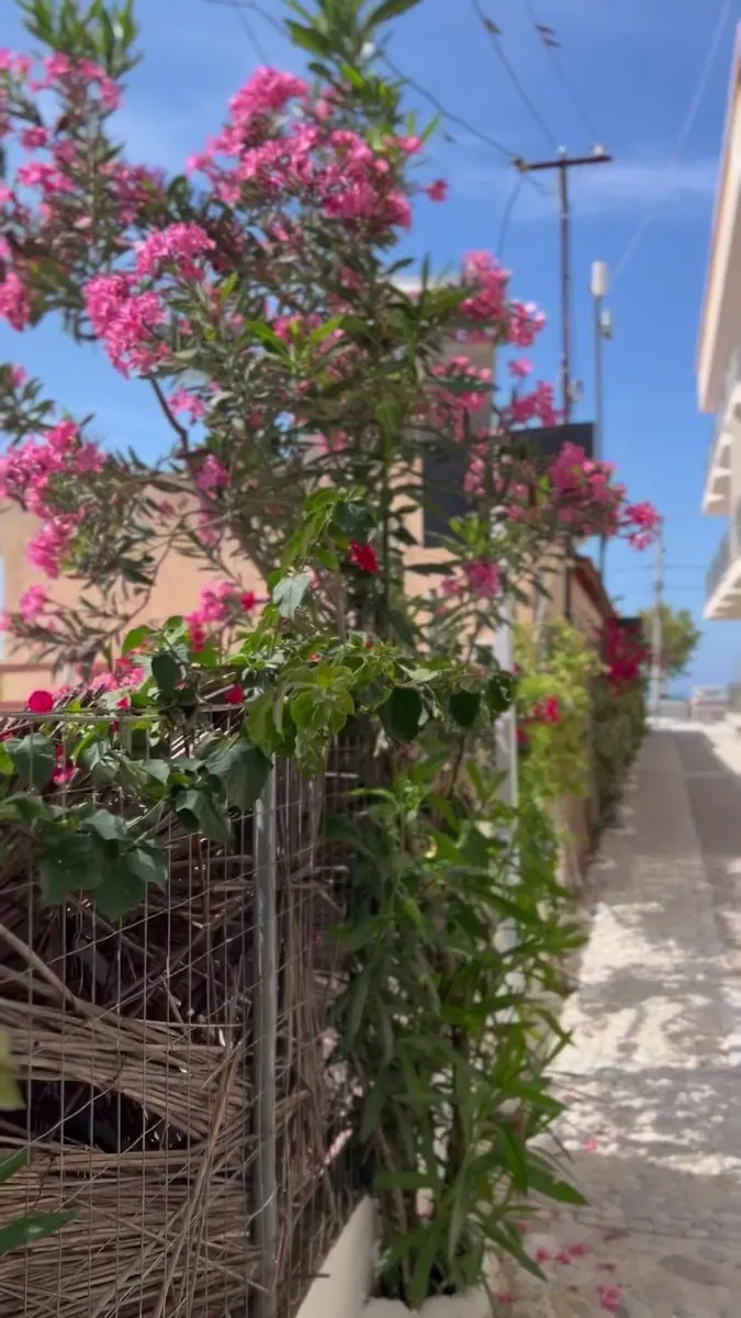 Flowering oleander along the lane down to the beach