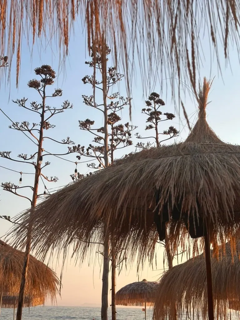 Thatched beach umbrellas and spent agave flower stalks at Potam at dusk, unlit festoon bulbs strung between them