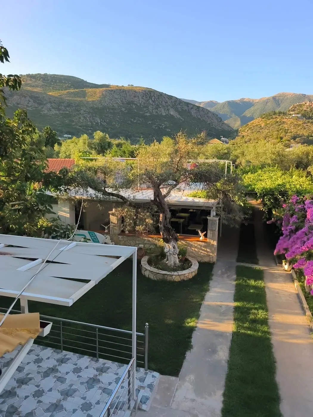 The garden from above: an old olive tree in a round stone bed, bougainvillea in flower and the canopy roof
