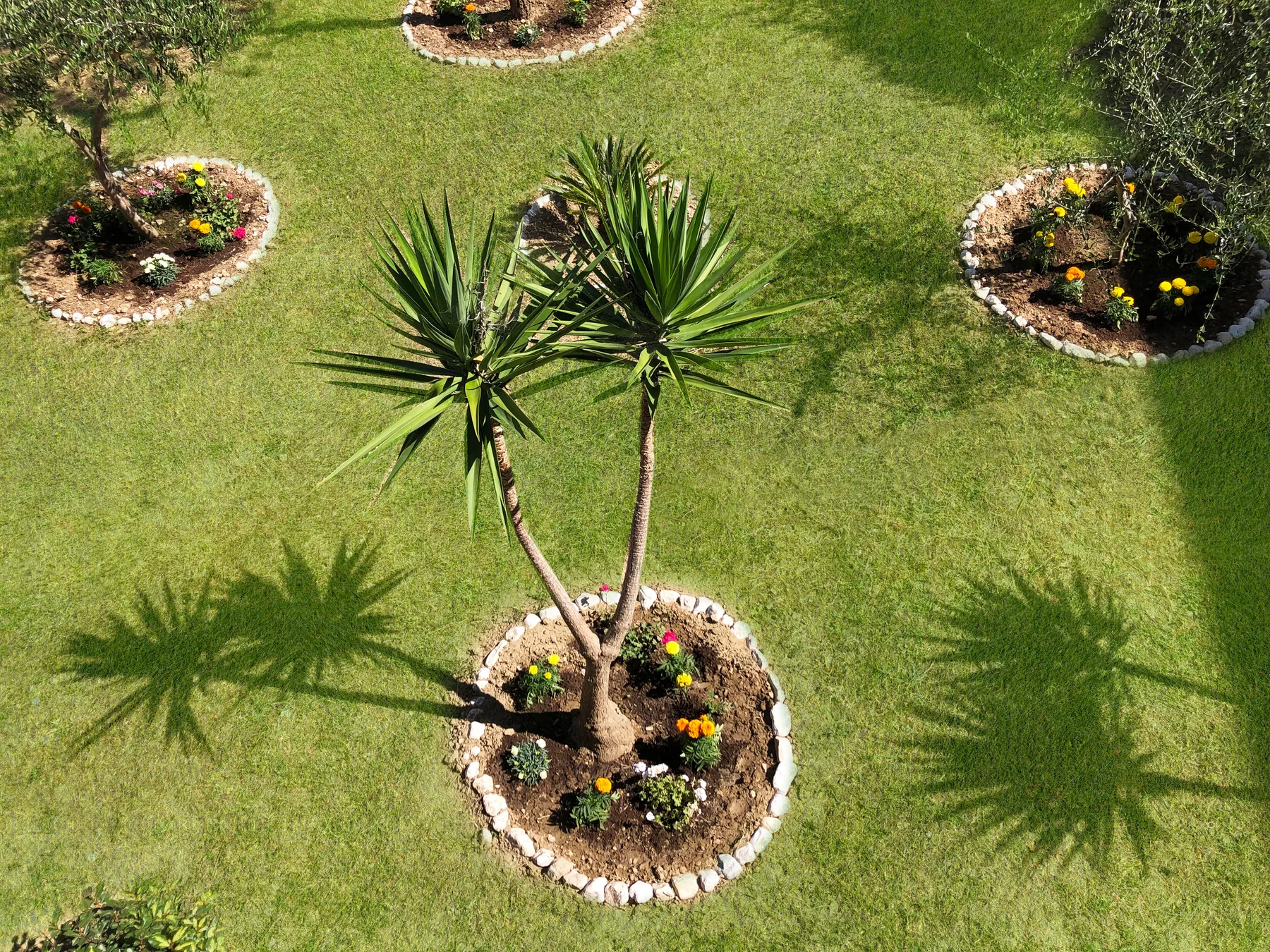 The hotel lawn from above with a palm and circular planted beds edged in stone
