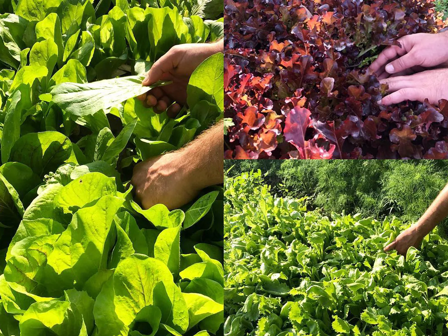 Hands cutting lettuces and red leaves in a kitchen garden