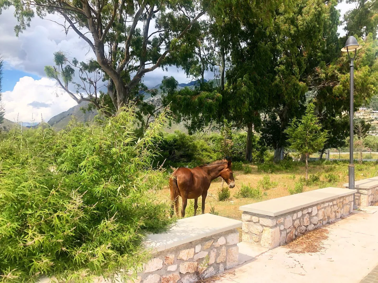 The hotel grounds under old trees with a stone retaining wall and the hillside above