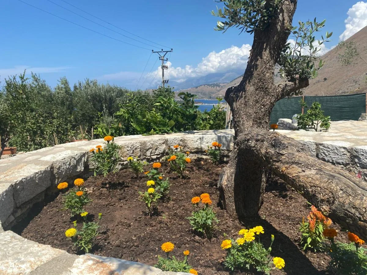 An old olive tree in a stone-kerbed bed planted with marigolds, the sea behind