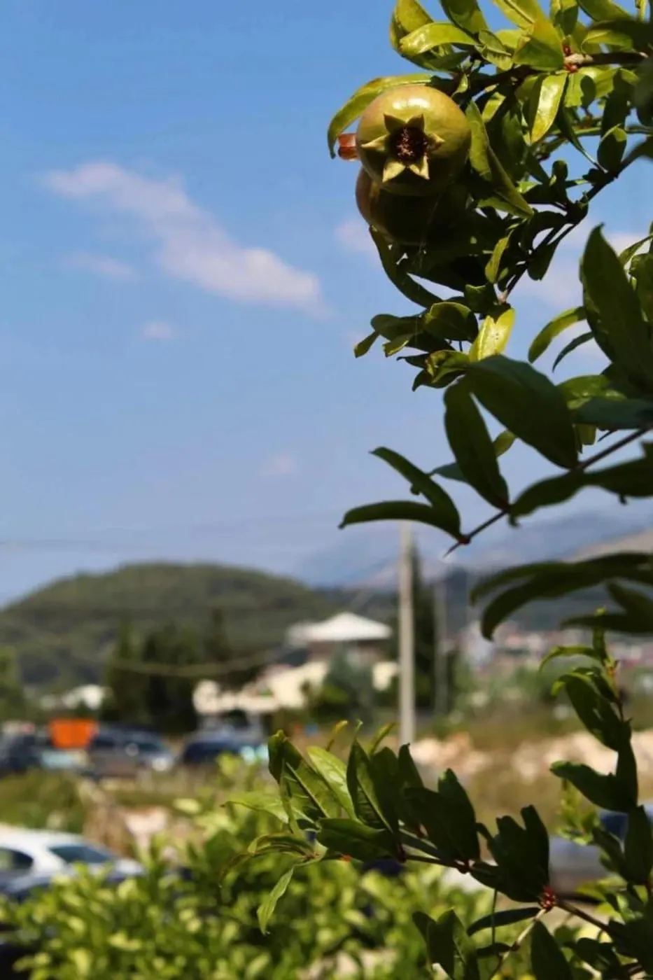 A pomegranate ripening on the tree, with the hills behind