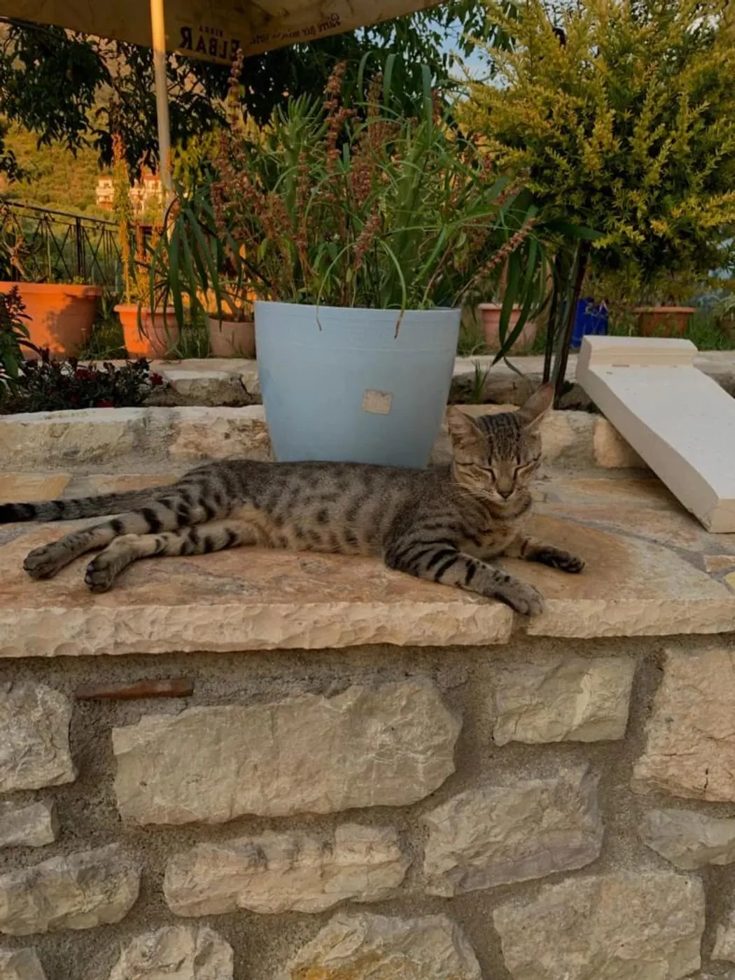 A tabby cat asleep on the sun-warmed stone wall of the garden