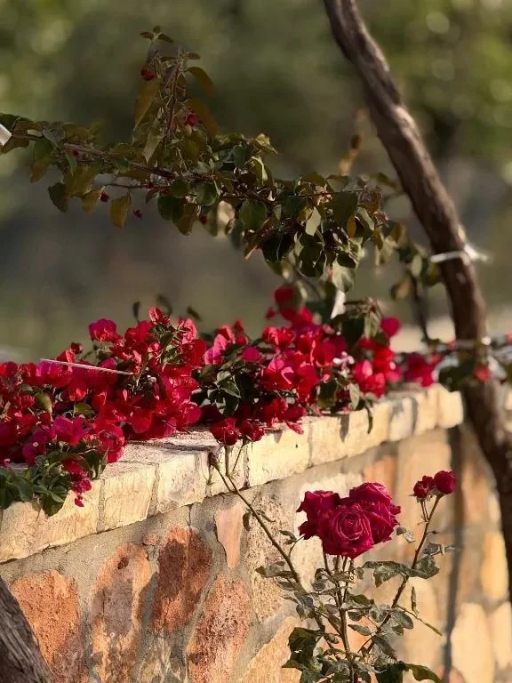 Bougainvillea along the top of a stone garden wall and three red roses in flower in front of it, in low evening light