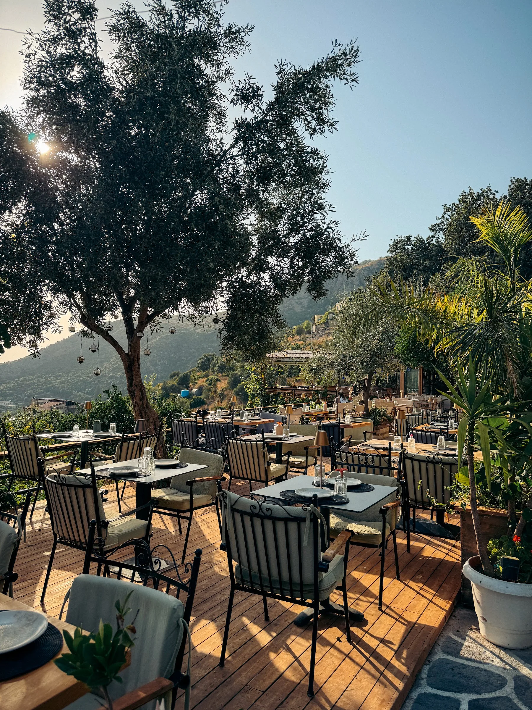Timber deck at Fig & Olive laid up to a mature olive tree hung with lanterns, tables set, hills beyond
