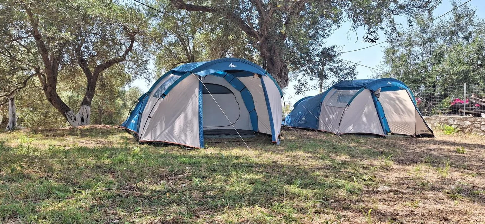Two large family tents pitched on the grass beneath mature olive trees at Olive Camping, a dry-stone wall and wire fence behind them