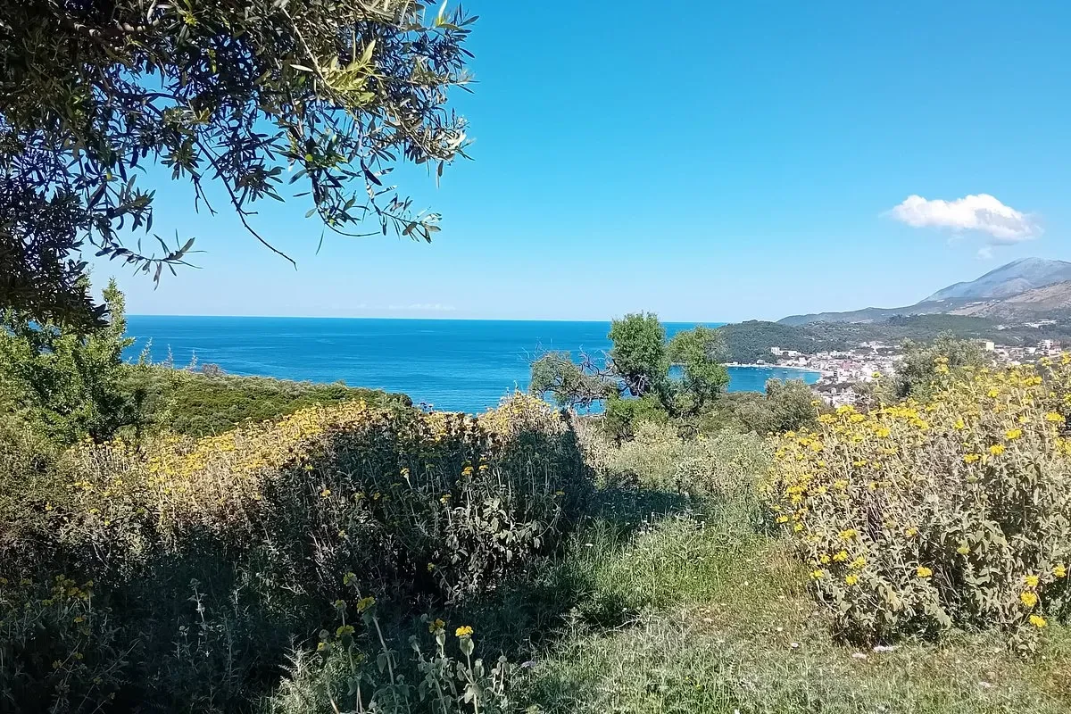 The view downhill framed by an olive branch: scrub in yellow flower and olive trees on the slope, the Ionian beyond them, and a coastal town under the mountains on the far side of the bay