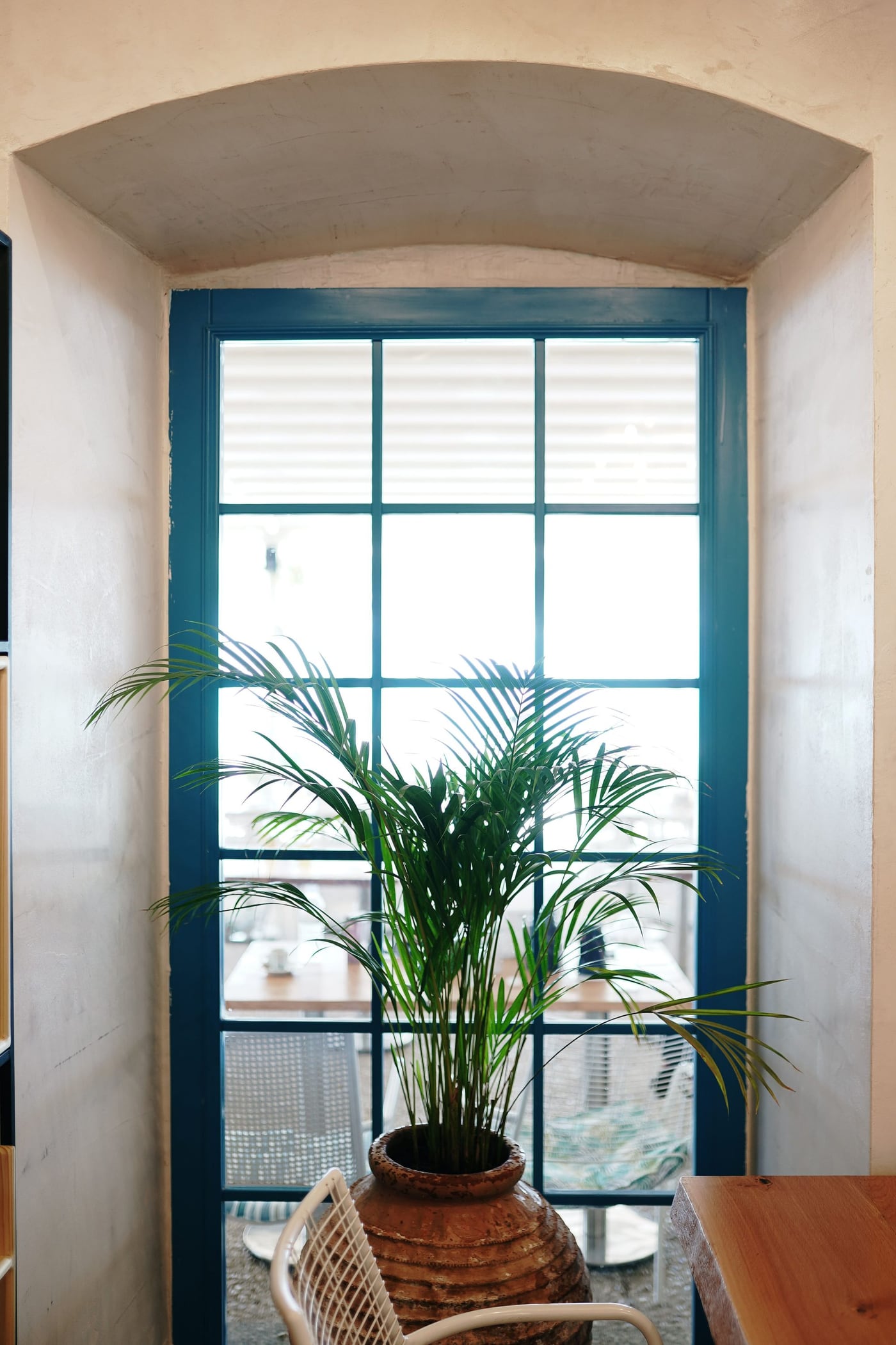 A tall window with deep blue joinery set in an arched plaster recess, a palm in a ribbed terracotta urn standing in front of it