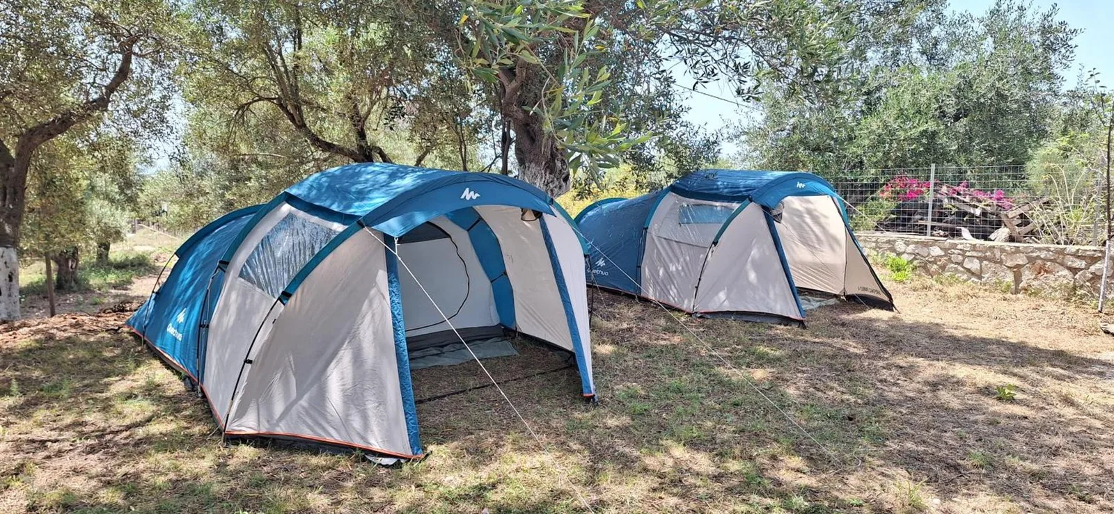The same two family tents seen closer, their blue and sand flysheets under the olive canopy
