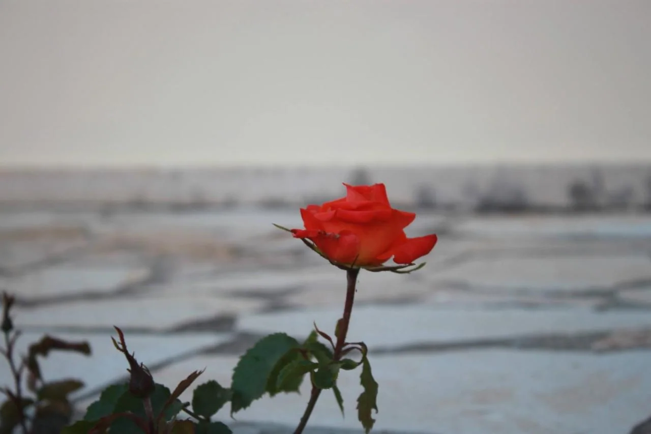 A single red rose in focus against the out-of-focus stone flags of the hotel terrace