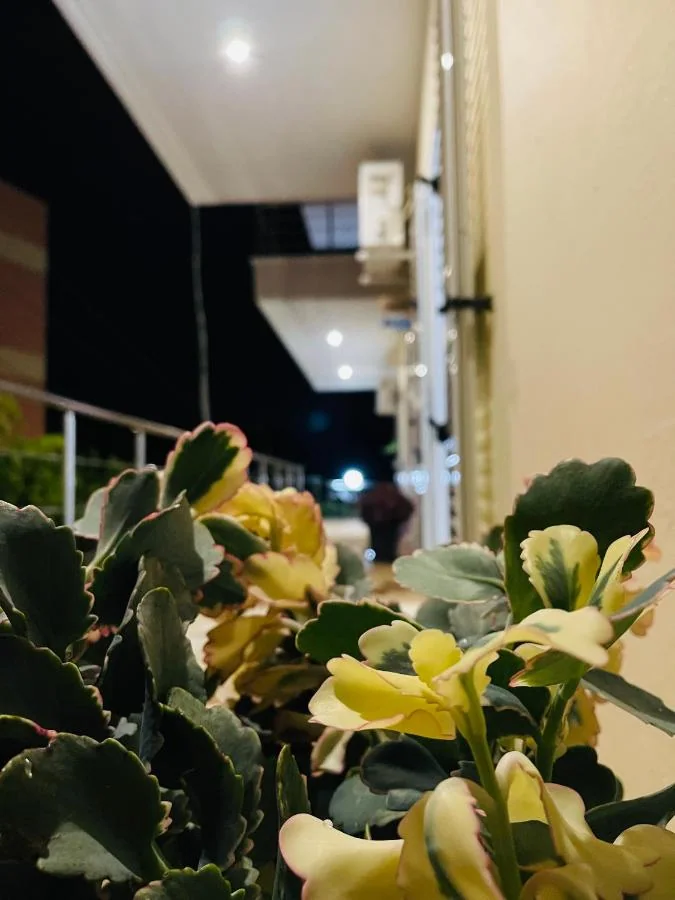 A first-floor walkway at night, downlights in the soffit and a flowering kalanchoe in the foreground