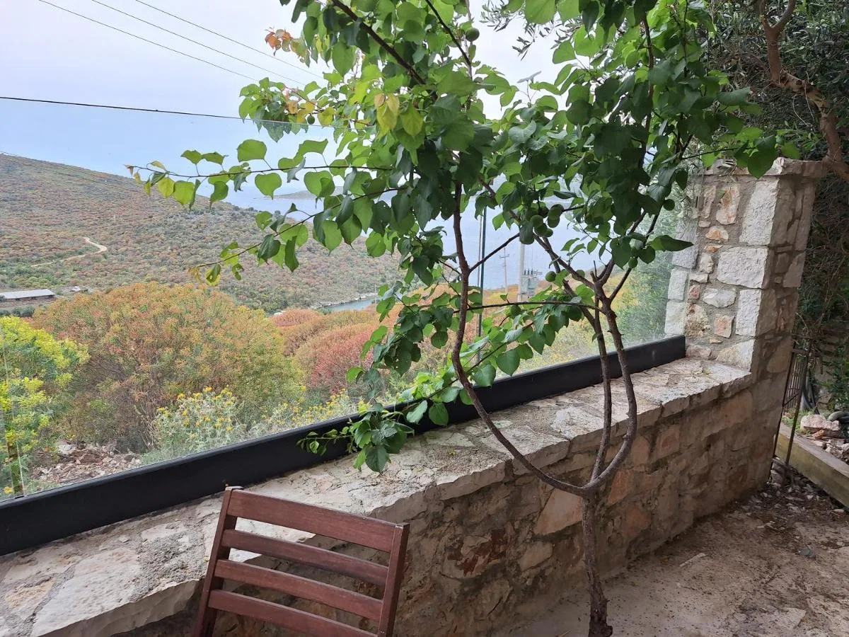 A young fig tree growing out of a dry-stone terrace wall, the water of the bay behind it