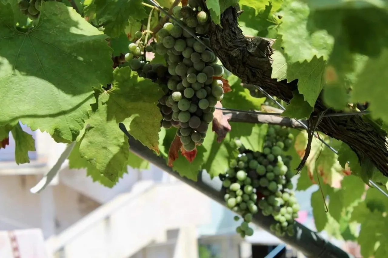 Bunches of green grapes hanging from the vine trained over the terrace
