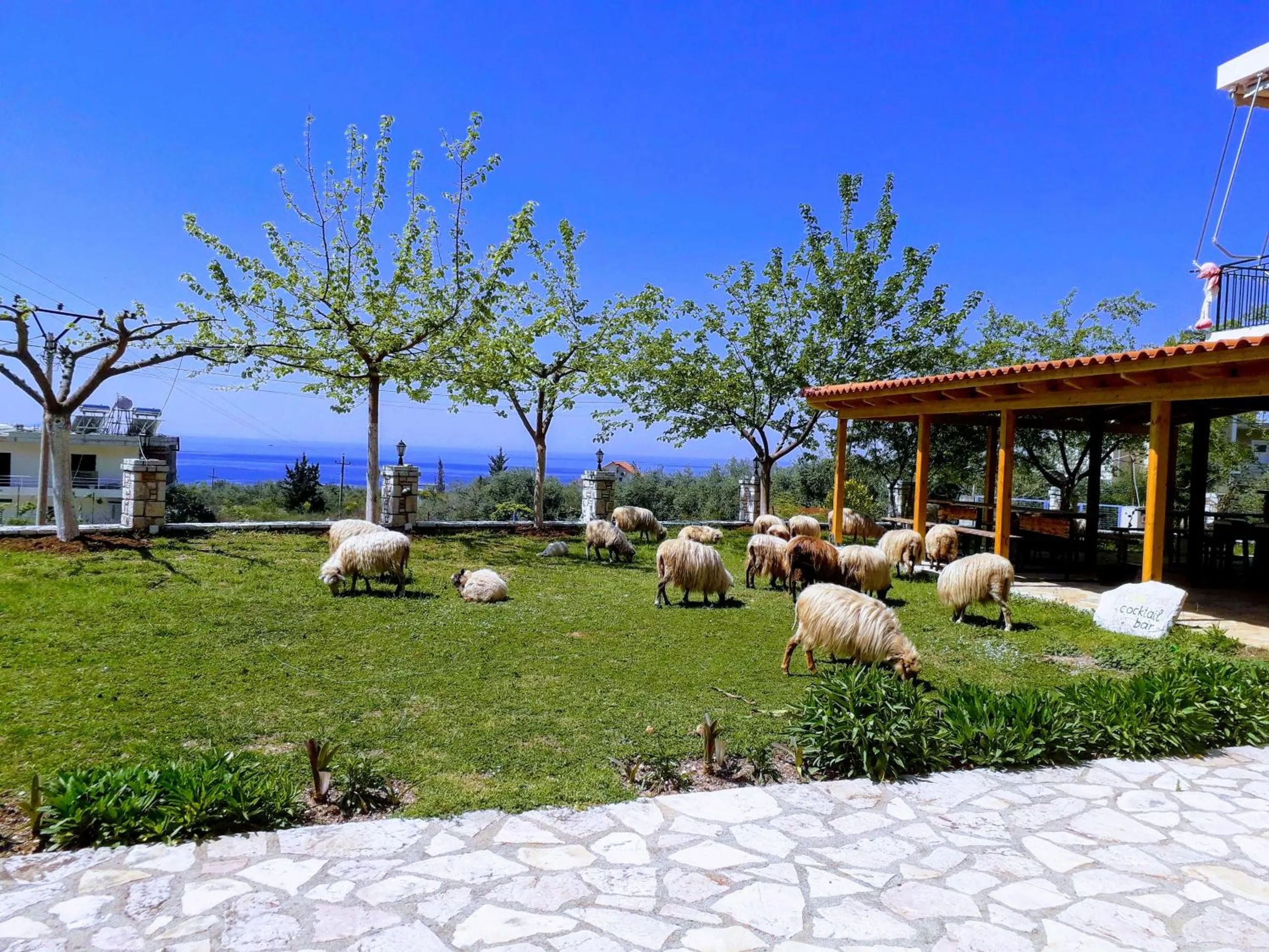 Agrotourism Himara: sheep grazing the lawn under young plane trees with the sea beyond the garden wall