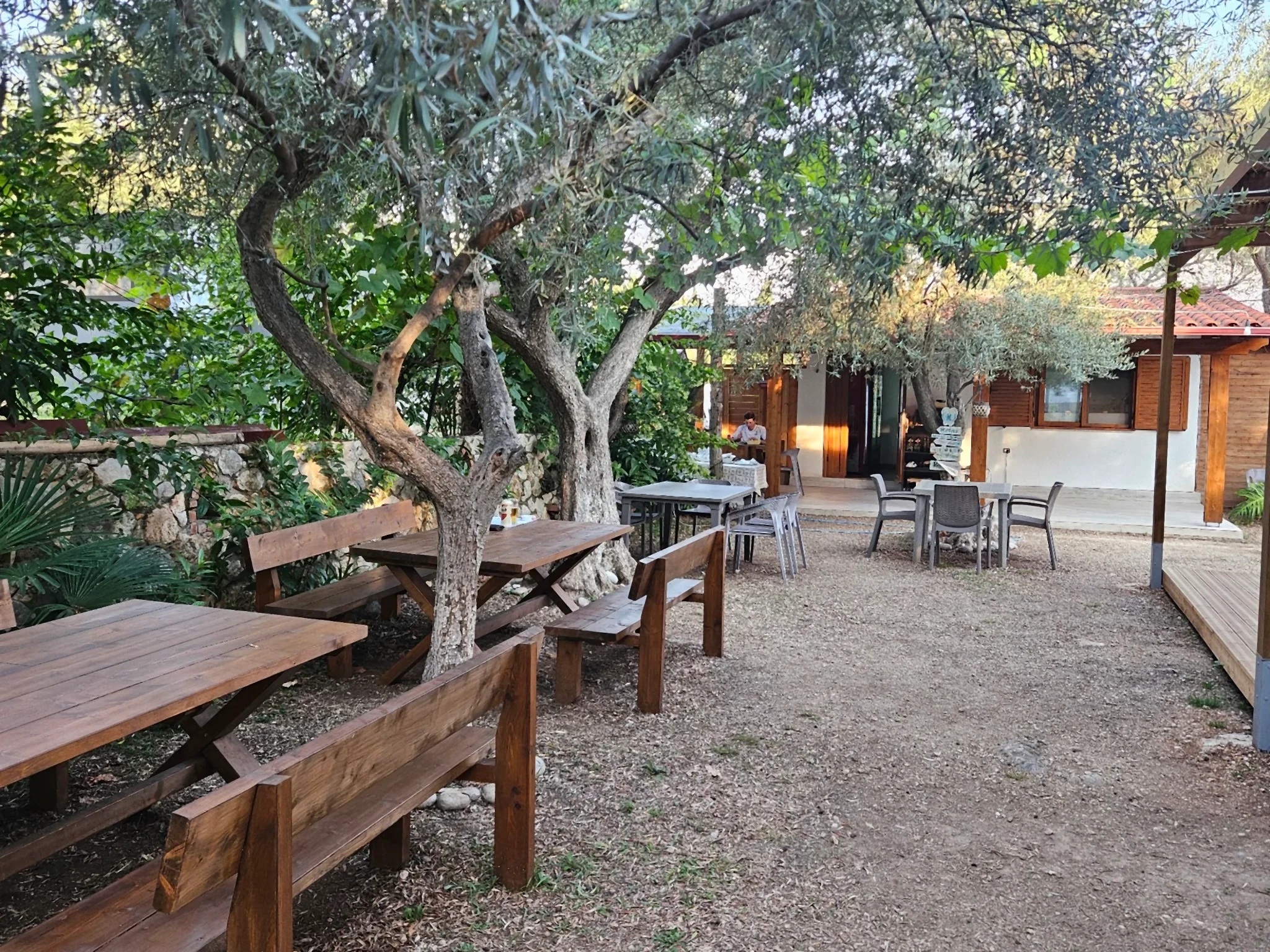 Picnic tables under olive trees at Camping Paradise, Drymades, Dhermi