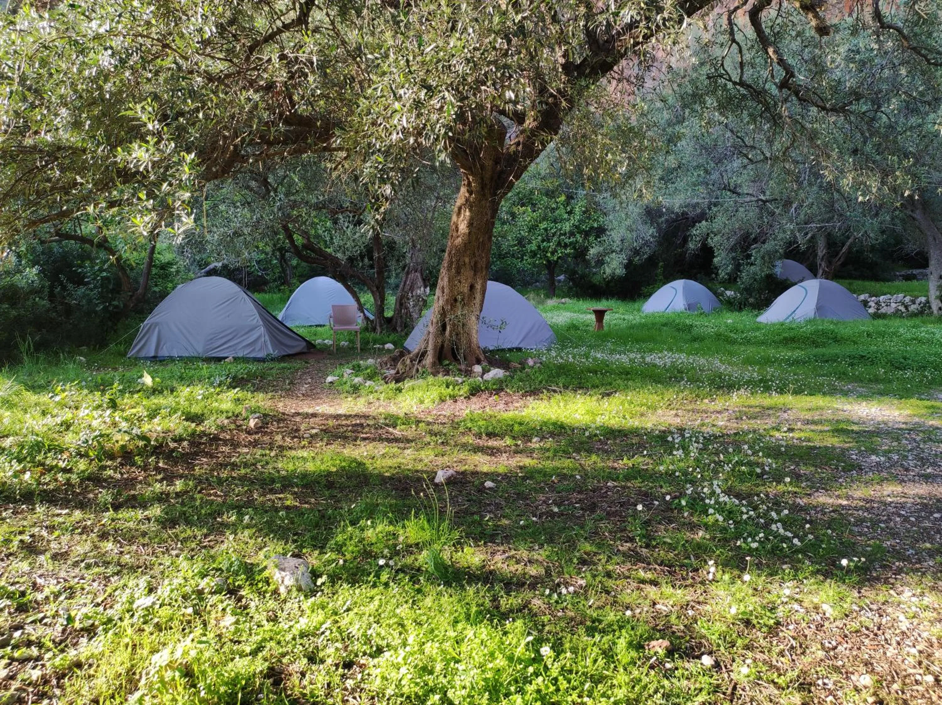 Dome tents pitched under olive trees at Gjipe Eco Campground